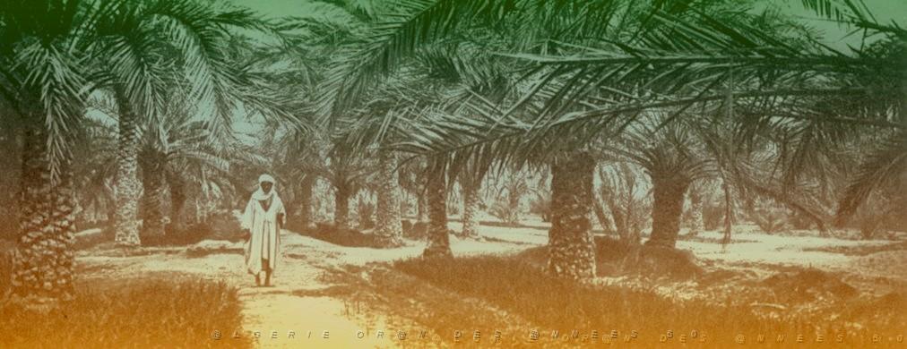 OASIS ET LE M ZAB 00021 DANS L OASIS DE BISKRA.jpg
